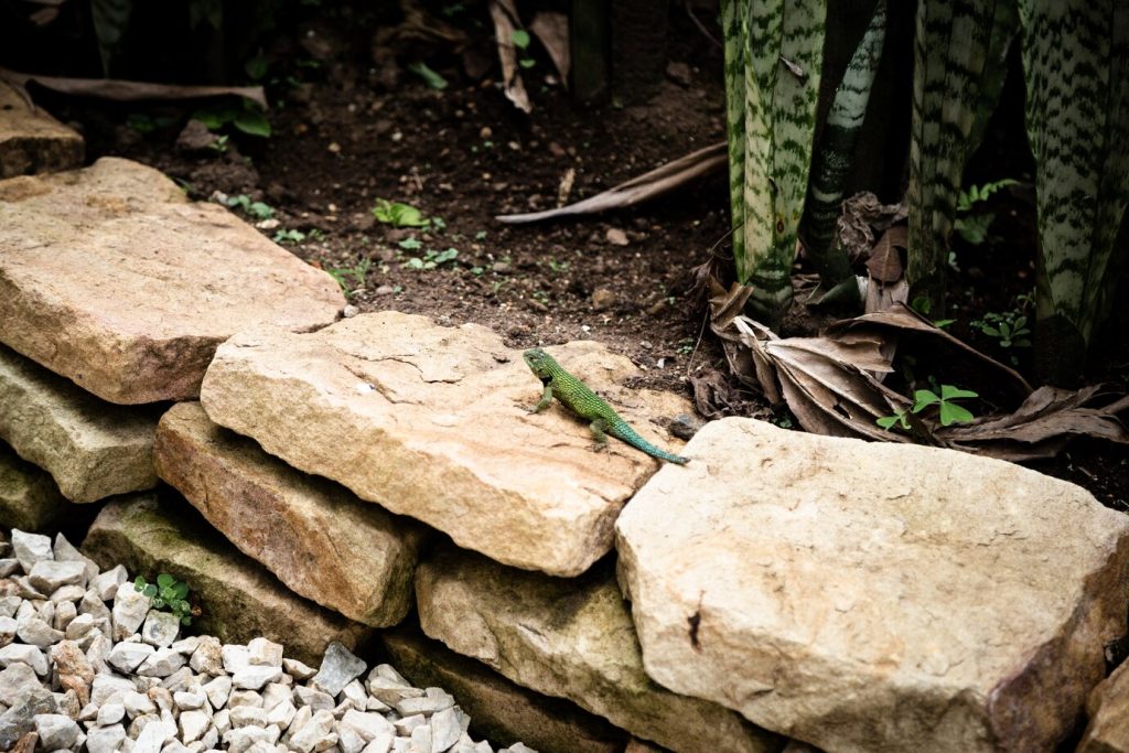 Décoration de jardin avec des cailloux